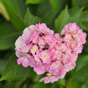 花の道の紫陽花