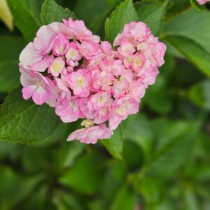 花の道の紫陽花