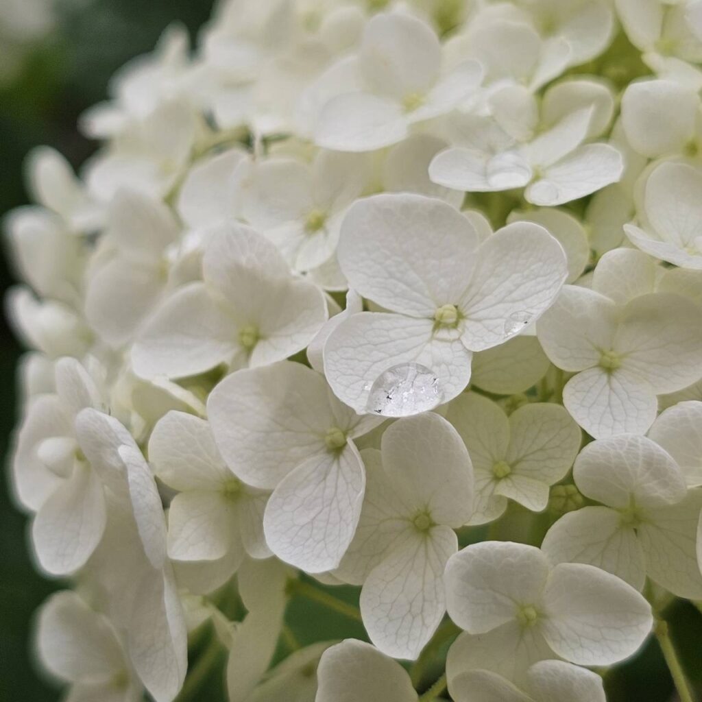 花の道の紫陽花